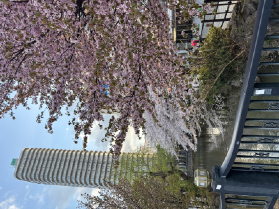 桜の季節ですね