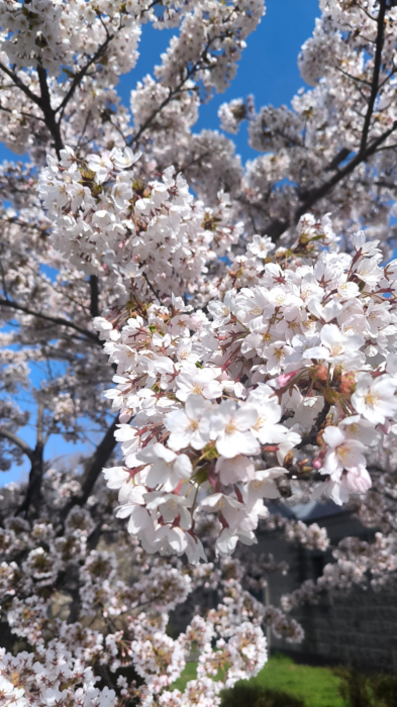 桜前線到来?