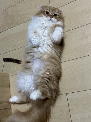 猫日記