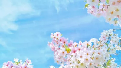 【桜】