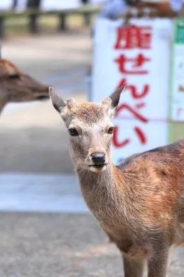 【小麦値上げの影響を受けまして】