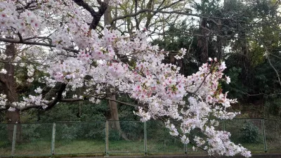 川に桜