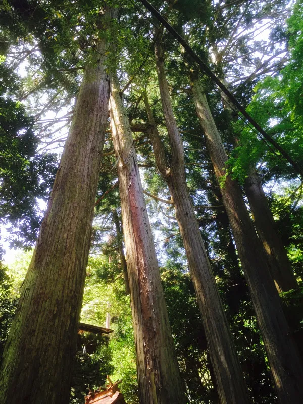 やっぱビビッときてるよ。