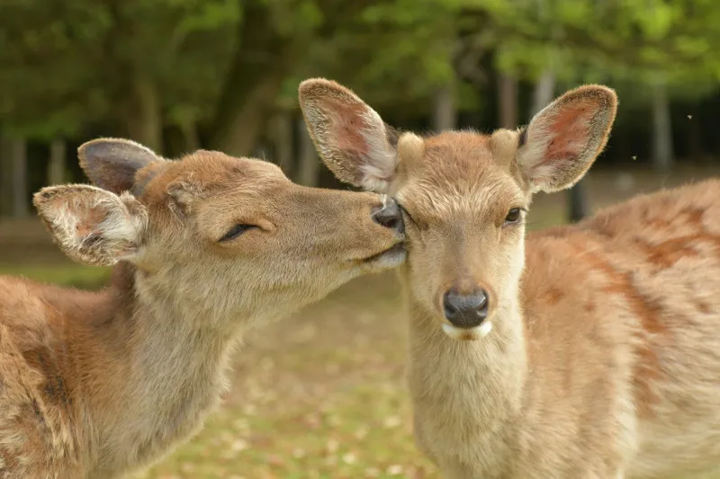 【キスの日】