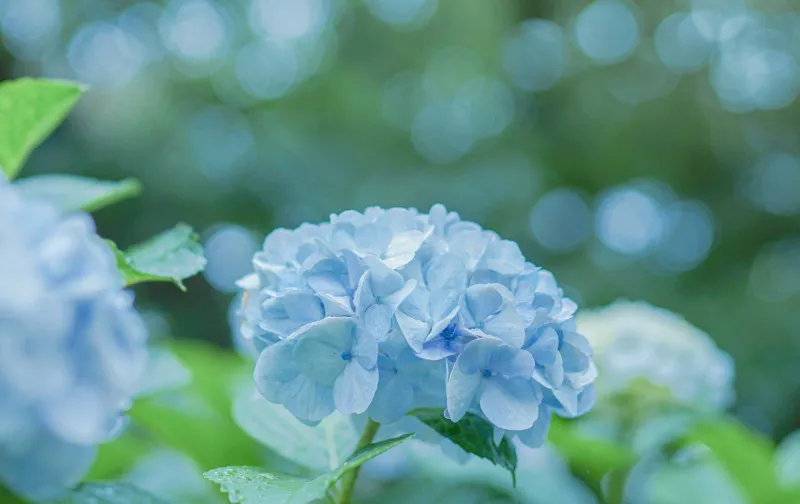 【少し遅い梅雨は夏の始まりの合図】