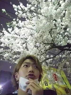 夜桜ー