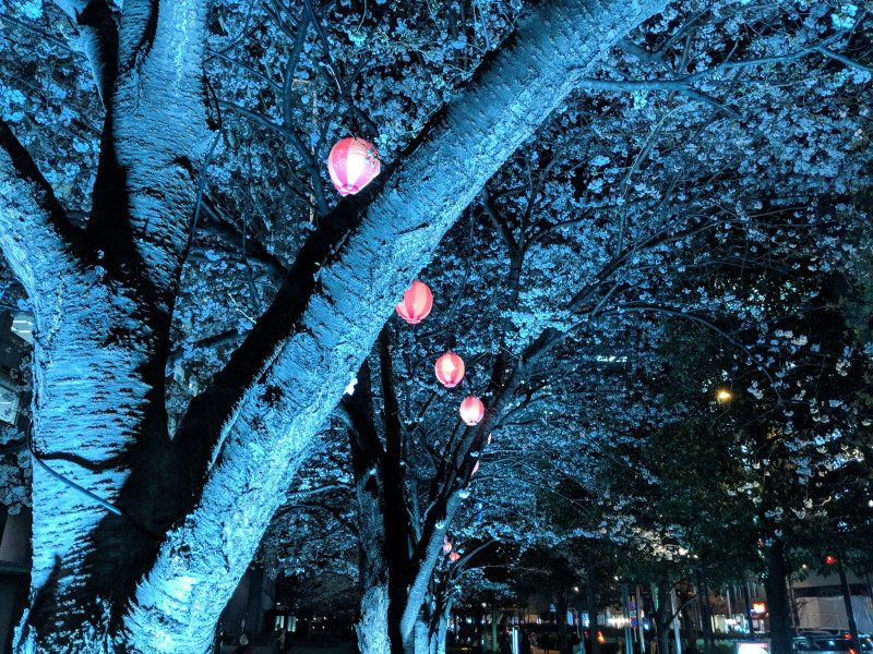 そろそろ桜の季節