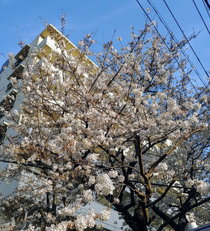 桜