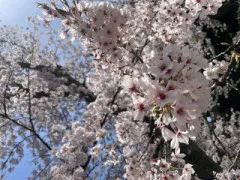 駆け込み桜?
