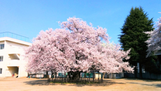 【３月もありがとうございました】