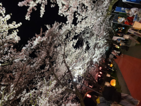 桜?