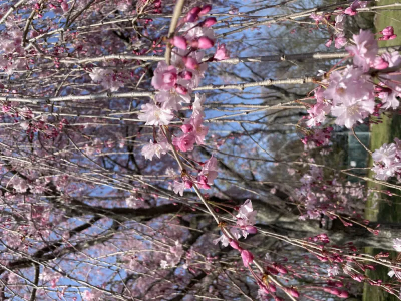 季節外れの桜