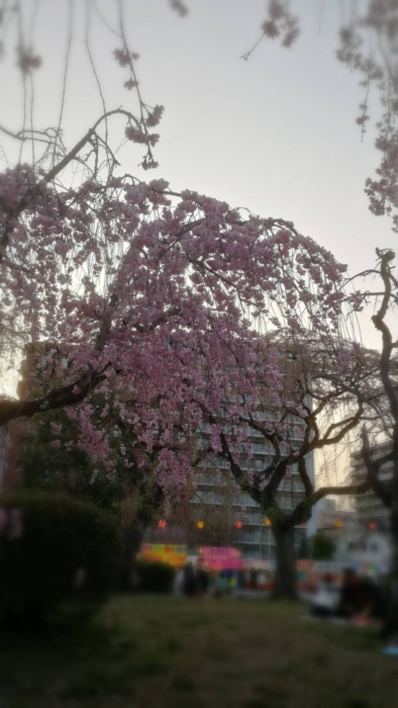 見事な満開