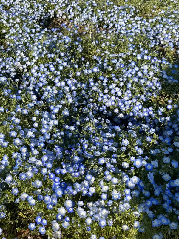 お花畑で寝たい