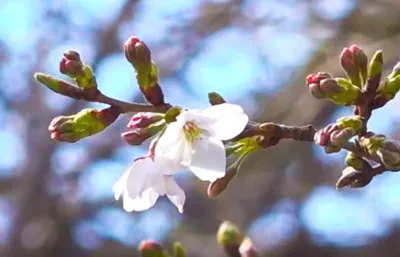 今年も桜開花発表
