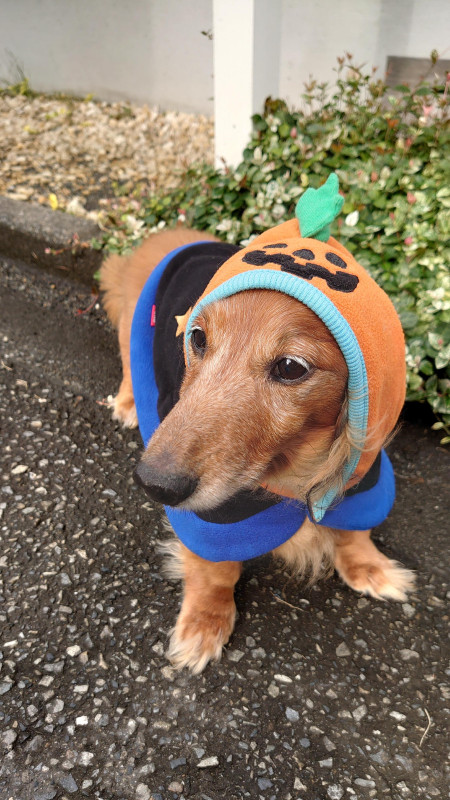 今年のハロウィン