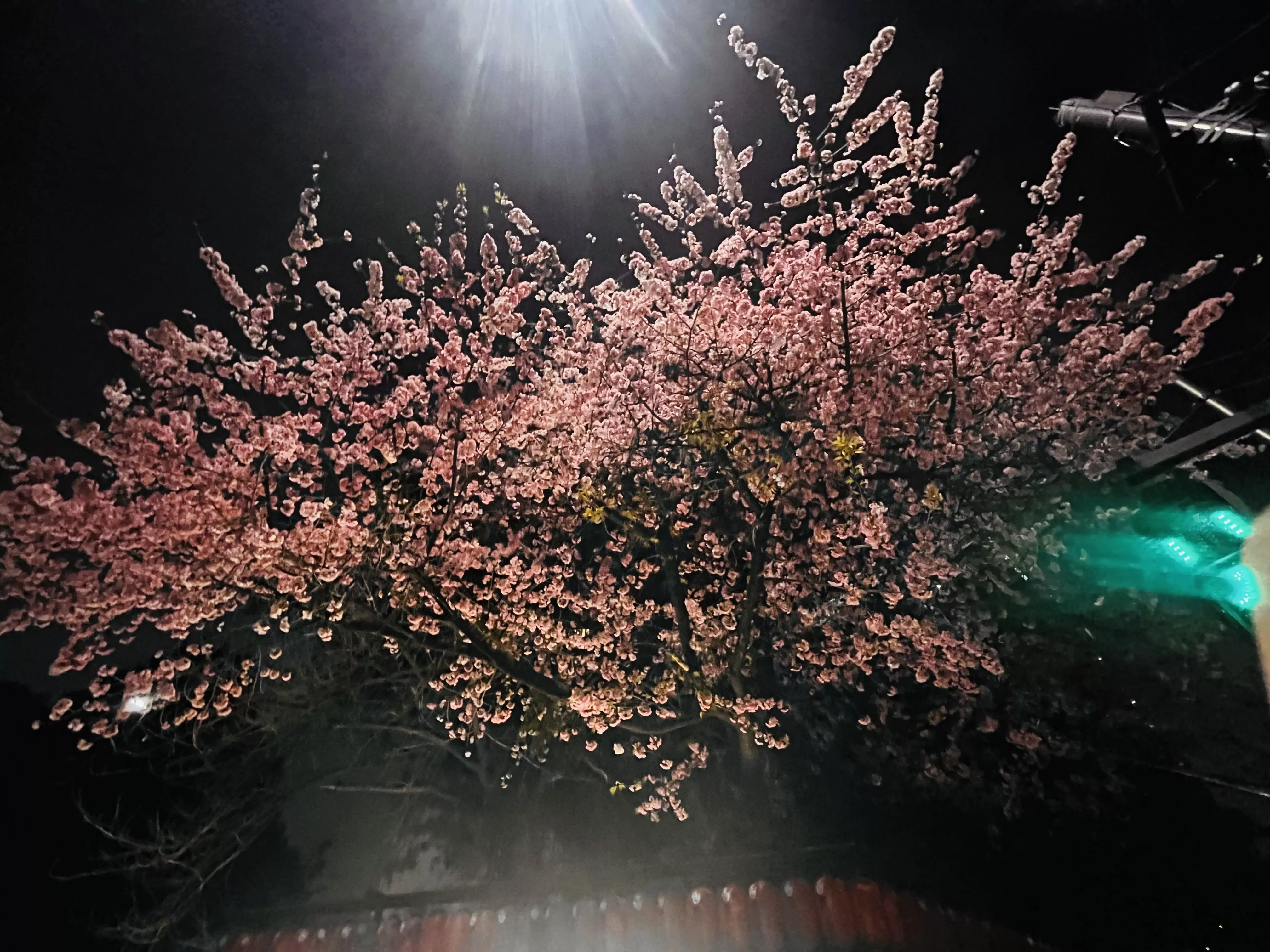 僕にとっての桜と貴女