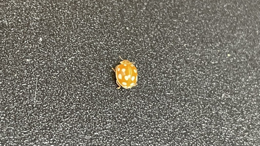 黄金色の天道虫