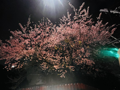 僕にとっての桜と貴女