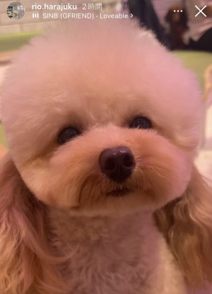 1分30秒推しのかわいいを見よう