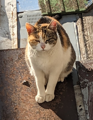 僕の家の近くにいる猫