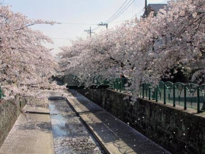 都内でお花見するなら