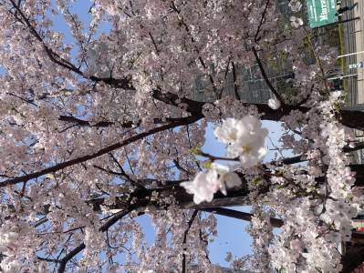 すんごい春