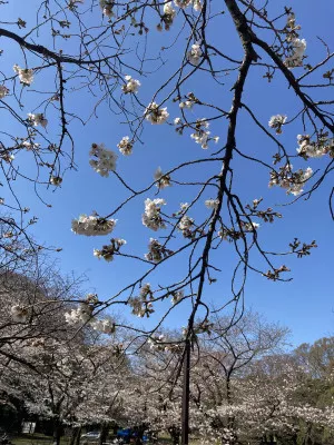 今年初めて