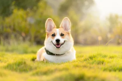 犬は道具を使わない