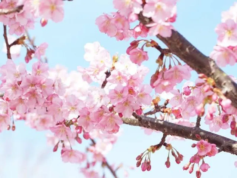 約束の桜