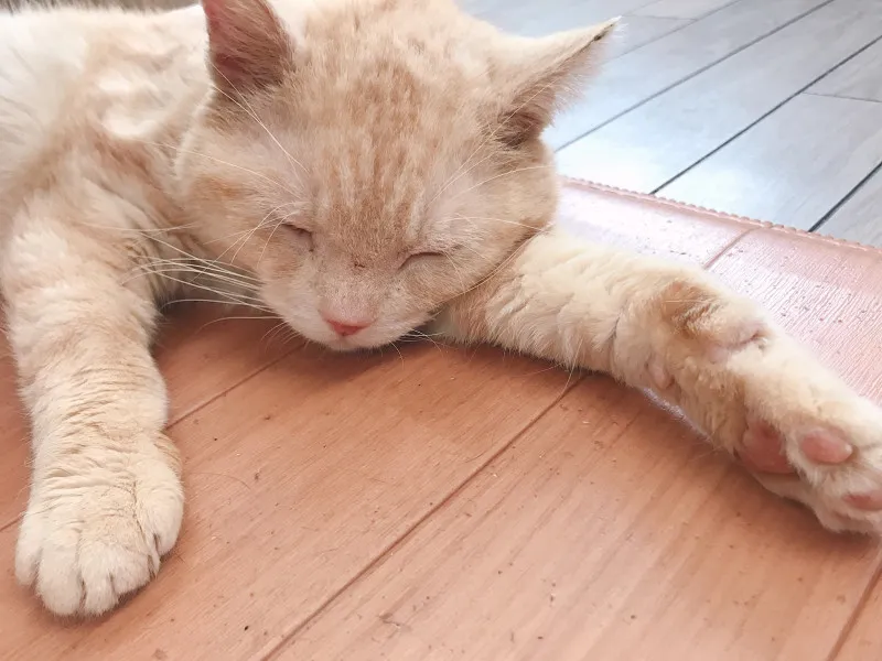 昔、実の母が浮気しました