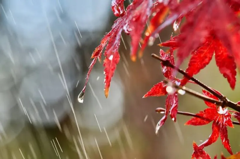 雨の効用