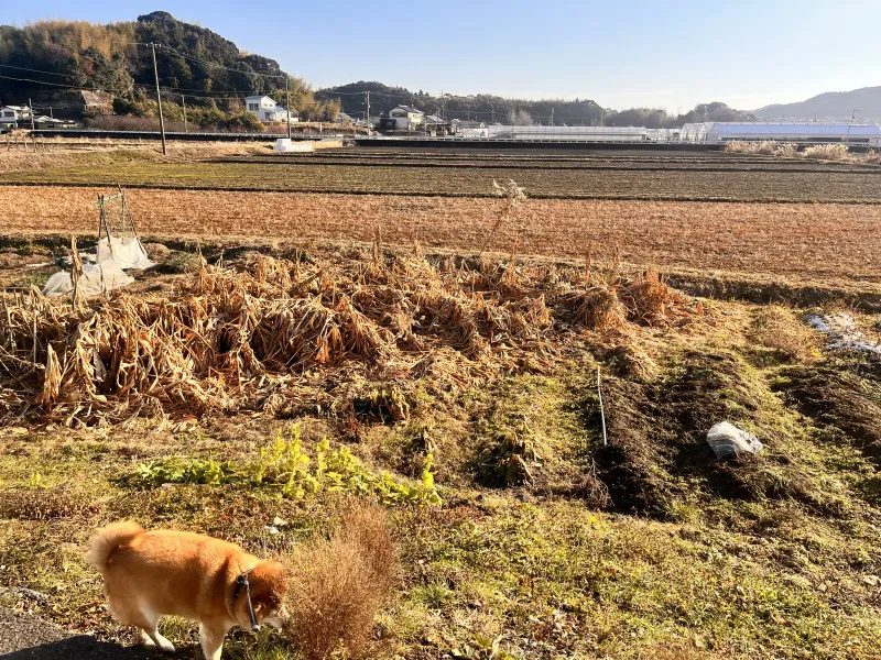 都会で暮らしてる人が羨ましかった