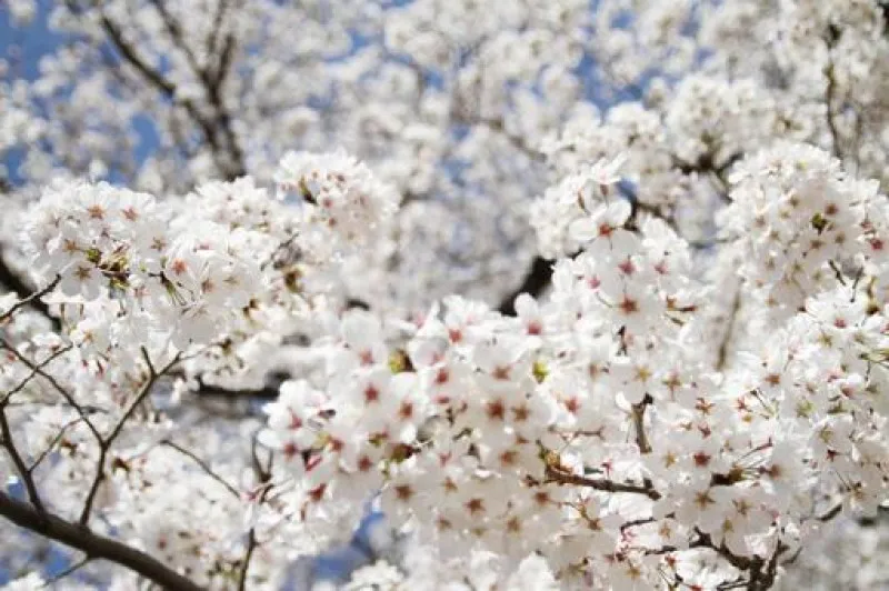 満開の桜を見ると