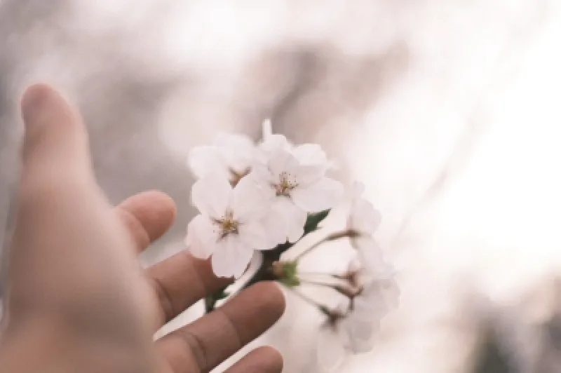 薄紅色の花