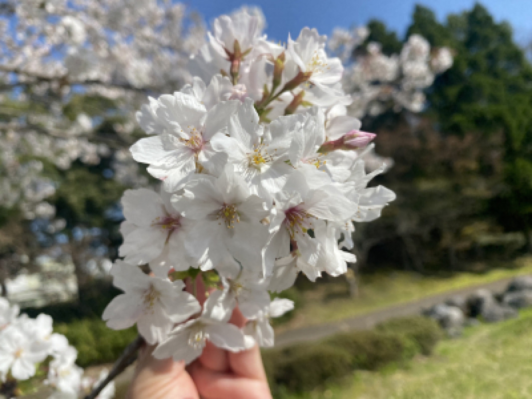 桜がほんとに今が見頃だね?