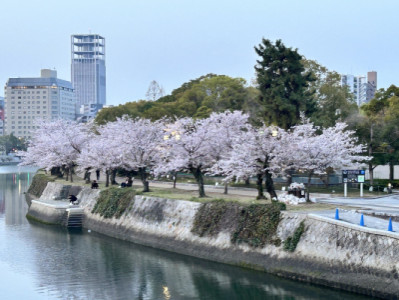 桜満開！！