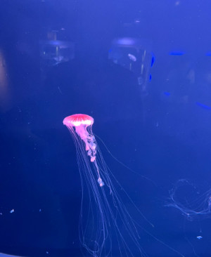 海月