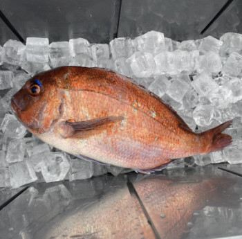 今日は魚釣り?