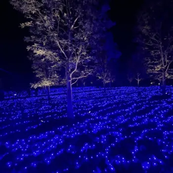 今年は巳年ですね