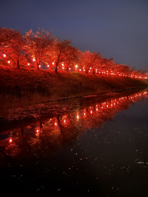 夜桜っていいよねって話?