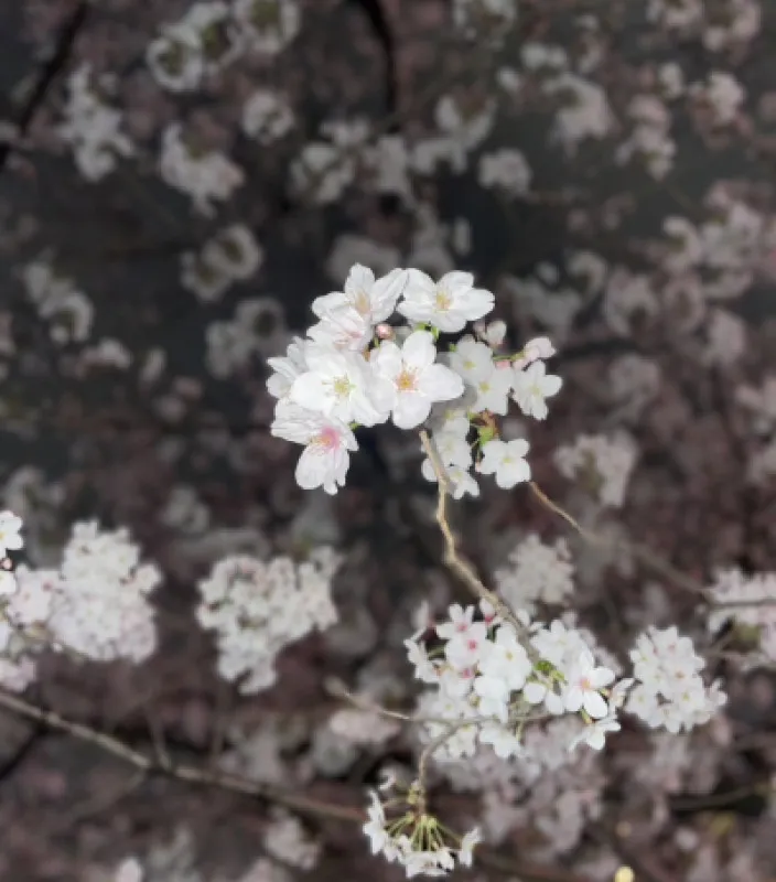 お花見???