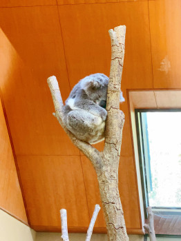 王子動物園♡