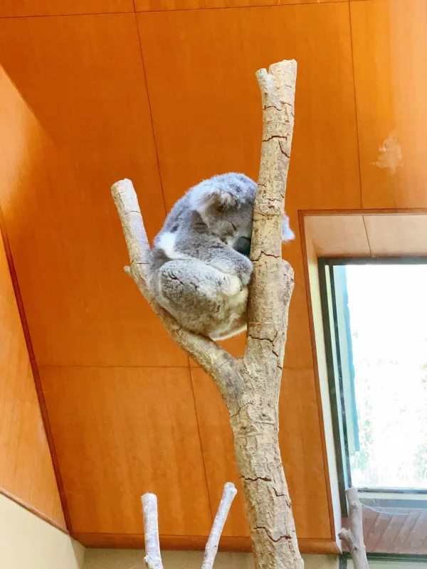 王子動物園♡