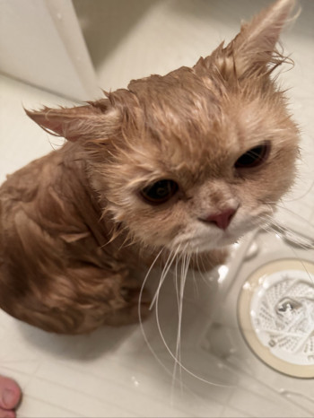 猫とお風呂