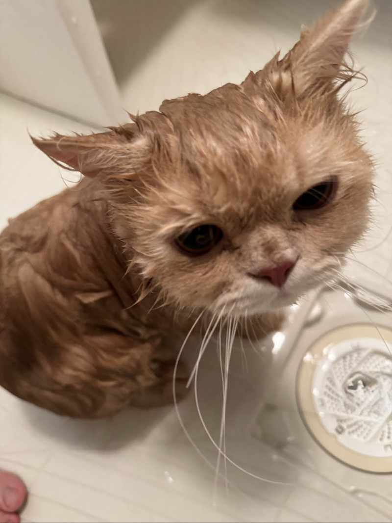 猫とお風呂
