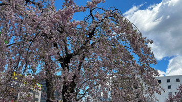 とみーの桜狩り③