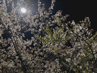 とみーの桜狩り④
