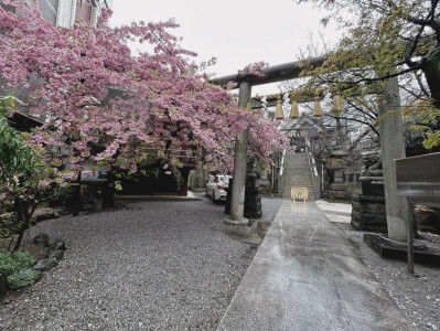 とみーの桜狩り①