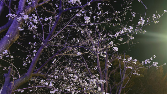 とみーの桜狩り②